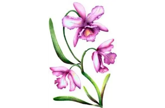 Orchids Care - A company logo