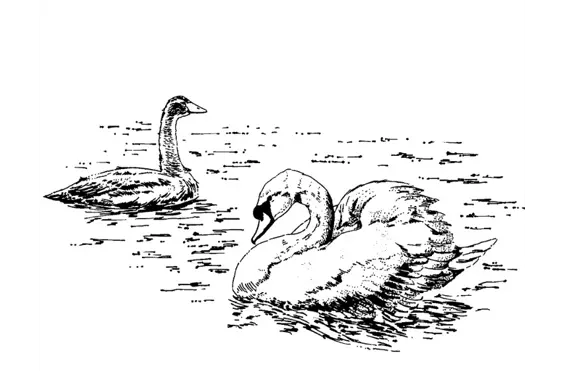 Cygnet Care (Devon) Limited - A company logo