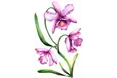 Orchids Care - A company logo