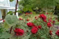 Kolbe House - Photo of the garden where applicable