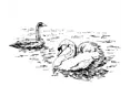 Cygnet Care (Devon) Limited - A company logo